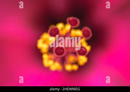 Makroansicht von gelben Pollen und Anhäufungen von der schönen roten tropischen Hibiskusblüte mit verschwommenem und weichem Fokus Natur Hintergrund Stockfoto