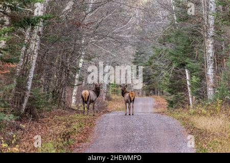 Eine Elchkuh und ein Kalb auf einer Schotterstraße im Clam Lake-Gebiet im Norden von Wisconsin. Stockfoto