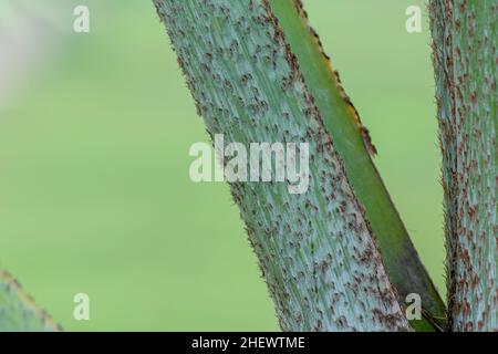 Nahaufnahme mit den Details des stacheligen Stiels einer wunderschönen tropischen grünen Fächerpalme mit verschwommenem und weichem Fokus auf dem Hintergrund Stockfoto
