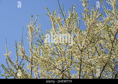 Frühling weiße Kirsche blühen gegen blauen Himmel. Frühlingskirschblüten auf blauem Hintergrund für Postkarte oder Banner. Schöne Blumen Frühling abstrakt Stockfoto