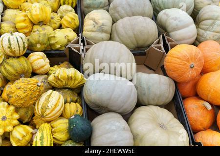 Warzig Kürbisse. Dekorative Pflanzen, Herbsternte Einkaufszentrum Stockfoto