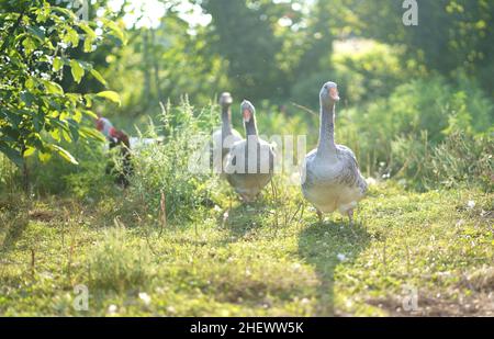 Hausgänse auf einer Wiese. Farmlandschaft. Gänse im Gras, Hausvögel, Herde Gänse Stockfoto