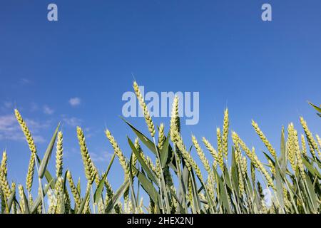 Detail von Maisfeld im Frühling unter blauem Himmel Stockfoto