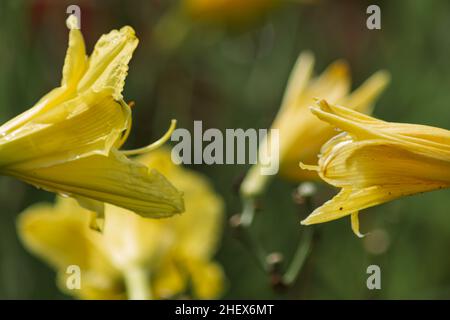 Nahaufnahme eines Strauß wunderschöner, gelber Alamanda-Blumen mit verschwommenem und weichen Blumenhintergrund im Garten Stockfoto