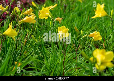 Im Stadtgarten blühen wunderschöne Alamanda-Blumen. Geeignet für Natur floralen Hintergrund und Tapete Stockfoto