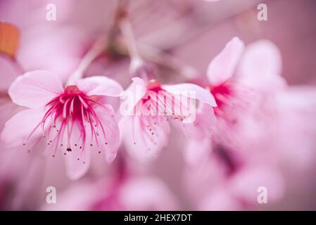 Nahaufnahme Pink Cherry Blossom Blumen mit verschwommenem Hintergrund Stockfoto