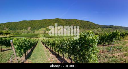 Weinbau im Weinberg im moseltal Stockfoto