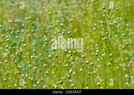 Trockene Samenkapseln von gewöhnlicher Leinsamen (Linum usitatissimum) in einem Feld Stockfoto