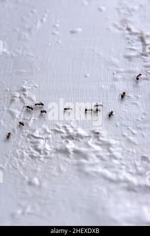 Eine Reihe von kleinen schwarzen Ameisen, die als Team an der grob weißen Wand arbeiten Stockfoto