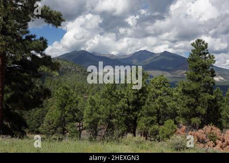 Blick auf das San Francisco Volcanic Field und den Humphreys Peak vom Wanderweg des Lenox Crater. Der Lenox-Krater im Vordergrund ist mit vo gefüllt Stockfoto