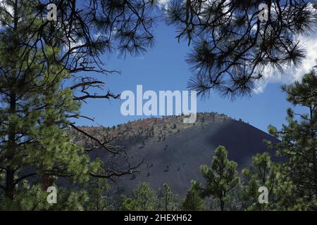 Blick auf die Spitze des Sunset Crater, einem Vulkan-Schlackenkegel im San Francisco-Vulkanfeld nördlich von Flagstaff, AZ, eingerahmt von Pinien Stockfoto