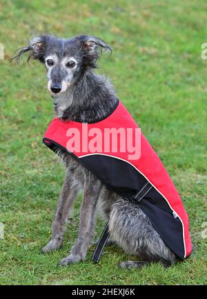 Seelow, Deutschland. 07th Januar 2022. ABBILDUNG - Ein Windhund trägt einen Mantel. Die Deutsche Tierschutzliga warnt davor, Tiere zu überkleiden und wie Menschen zu kleiden. Kleidung ist nur in Ausnahmefällen angebracht - wie z. B. sehr alte oder kranke Hunde, Rassen mit wenig Unterwolle oder mit kurzem, dünner werdendem Fell. Anlass ist der „Dress Your Pet“-Tag am 14. Januar, der besonders in den USA weit verbreitet ist. (To dpa: 'Animal Welfare Association warnt: Kleide keine Haustiere wie Menschen') Quelle: Patrick Pleul/dpa-Zentralbild/dpa/Alamy Live News Stockfoto