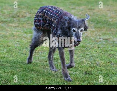 Seelow, Deutschland. 07th Januar 2022. ABBILDUNG - Ein Windhund trägt einen Mantel. Die Deutsche Tierschutzliga warnt davor, Tiere zu überkleiden und wie Menschen zu kleiden. Kleidung ist nur in Ausnahmefällen angebracht - wie z. B. sehr alte oder kranke Hunde, Rassen mit wenig Unterwolle oder mit kurzem, dünner werdendem Fell. Anlass ist der „Dress Your Pet“ Day am 14. Januar, der besonders in den USA üblich ist. Quelle: Patrick Pleul/dpa-Zentralbild/ZB/dpa/Alamy Live News Stockfoto