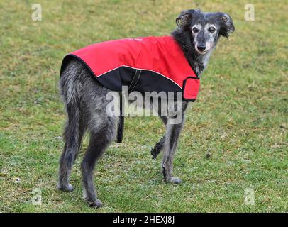 Seelow, Deutschland. 07th Januar 2022. ABBILDUNG - Ein Windhund trägt einen Mantel. Die Deutsche Tierschutzliga warnt davor, Tiere zu überkleiden und wie Menschen zu kleiden. Kleidung ist nur in Ausnahmefällen angebracht - wie z. B. sehr alte oder kranke Hunde, Rassen mit wenig Unterwolle oder mit kurzem, dünner werdendem Fell. Anlass ist der „Dress Your Pet“ Day am 14. Januar, der besonders in den USA üblich ist. Quelle: Patrick Pleul/dpa-Zentralbild/ZB/dpa/Alamy Live News Stockfoto