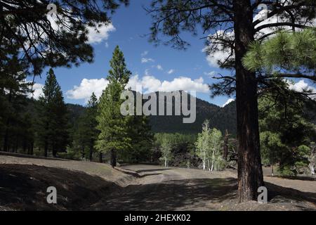 Blick auf den Pfad zum O'Leary Peak, einem erloschenen pleistozänen Lavadom-Vulkan im San Francisco-Vulkanfeld, nördlich von Flagstaff, AZ, USA Stockfoto