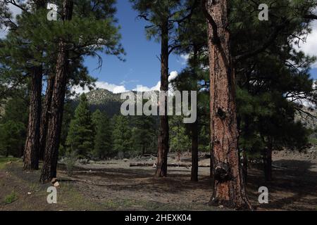 Blick auf den Pfad zum O'Leary Peak, einem erloschenen pleistozänen Lavadom-Vulkan im San Francisco-Vulkanfeld, nördlich von Flagstaff, AZ, USA Stockfoto