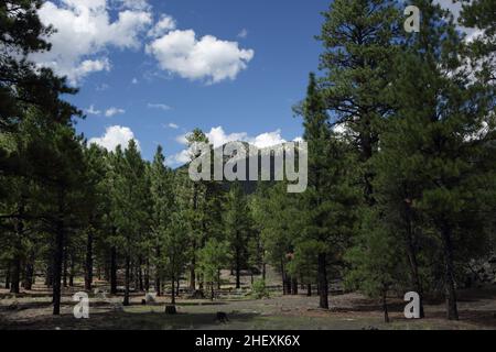 Blick auf den Pfad zum O'Leary Peak, einem erloschenen pleistozänen Lavadom-Vulkan im San Francisco-Vulkanfeld, nördlich von Flagstaff, AZ, USA Stockfoto