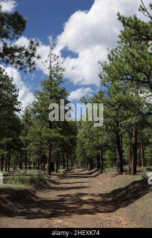 Blick auf den kurvigen Pfad durch den Wald zum O'Leary Peak, einem erloschenen pleistozänen Lavadom-Vulkan im San Francisco-Vulkanfeld Stockfoto