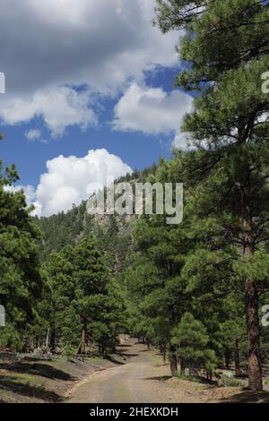 Blick auf den kurvigen Pfad durch den Wald zum O'Leary Peak, einem erloschenen pleistozänen Lavadom-Vulkan im San Francisco-Vulkanfeld Stockfoto