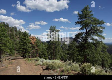 Blick auf den Vulkan Sunset Crater und den Bonito Lava Flow vom O'Leary Peak Trail, nördlich von Flagstaff, AZ, USA Stockfoto