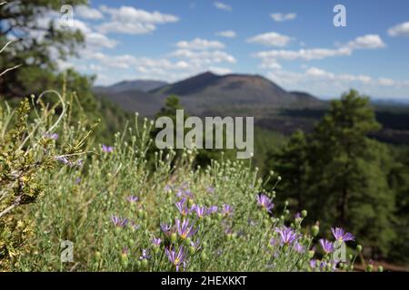 Lila Blüten wachsen auf der Seite eines vulkanischen Kuppel mit Blick auf Sunset Crater Vulkan in der außer Fokus Hintergrund Stockfoto