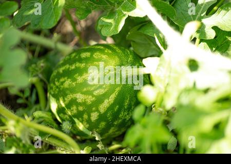 Kleine Wassermelone, die im heimischen Garten wächst, umgeben von grünen Blättern von Pflanzen und tagsüber im Sommer im Schatten. Reifungsprozess von Stockfoto