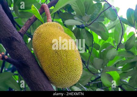 Frische und gelbe reife tropische Jackfrucht mit Blättern, die unter dem hellen Sonnenlicht auf dem Baum hängen Stockfoto