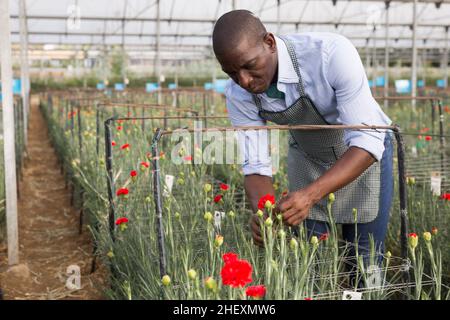 Junger Gärtner, der mit Nelkenblumen im Gewächshaus arbeitet Stockfoto