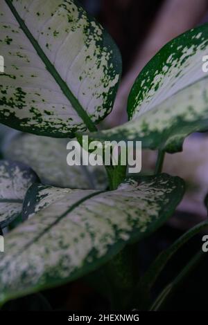 Nahaufnahme von frischen und grünen tropischen aglaonema-Blattpflanzen mit dunkler Szene und weichem Fokus für ästhetische und Schönheitstapete Stockfoto