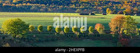 Schöne ländliche Landschaft mit Mistelallee bei Sonnenaufgang im Taunus-Gebiet in Hessen, Deutschland Stockfoto