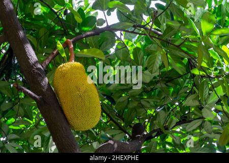 Frische und gelbe reife tropische Jackfrucht mit Blättern, die unter dem hellen Sonnenlicht auf dem Baum hängen Stockfoto