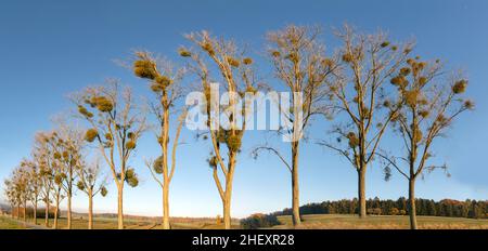 Baumallee mit Mistel in der Taunus-Region im schönen Morgenlicht Stockfoto