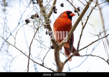 Northern Cardinal (Cardinalis cardinalis) thront im Winter in Ponte Vedra Beach, Florida, auf einem Baum. (USA) Stockfoto