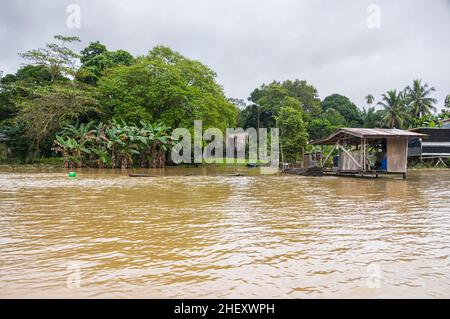 Auf einer Flussfahrt durch den tropischen Regenwald von Borneo, Malaysia. Üppige Vegetation und riesige tropische Bäume entlang des breiten Flusses. Braunes, opakes wate Stockfoto