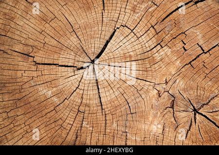 Nahaufnahme des alten Baumstammabschnitts. Holzstruktur. Konzentrische Ringe. Stockfoto