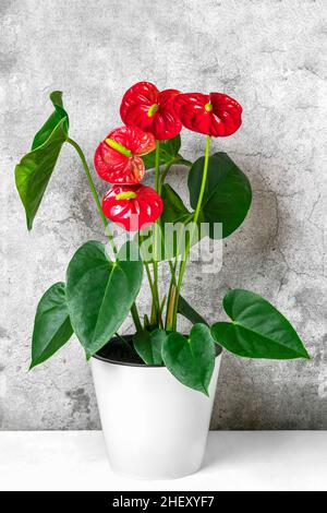 Hauspflanze Anthurium in weißem Blumentopf isoliert auf weißem Tisch Und grauer Hintergrund Anthurium ist Herz - geformte Blume Flamingo Blumen oder Anthurium Stockfoto