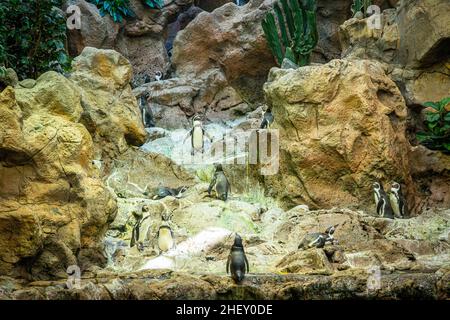 Kleine Pinguine auf Felsen im Loro Parque, Teneriffa Stockfoto