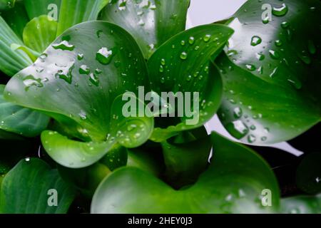 Wassertropfen auf tropischen grünen Wasser Hyazinthe Pflanze für Natur Hintergrund oder Tapete Stockfoto