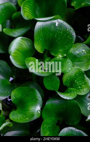 Draufsicht auf Wassertropfen auf tropischen grünen Wasser Hyazinthe Pflanze für Natur Hintergrund oder Tapete Stockfoto