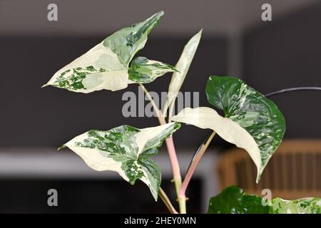 Blätter der exotischen 'Syngonium Podophyllum Varigata'-Zimmerpflanze mit weißen Flecken Stockfoto