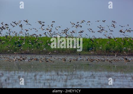 Zugvögel fliegen auf Tanguar Haor, Sunamganj, Bangladesch Stockfoto