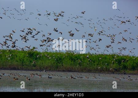 Zugvögel fliegen auf Tanguar Haor, Sunamganj, Bangladesch Stockfoto