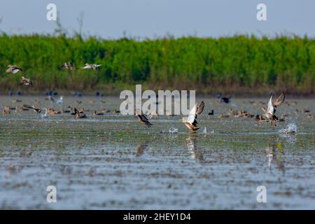 Zugvögel fliegen auf Tanguar Haor, Sunamganj, Bangladesch Stockfoto