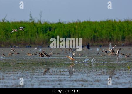 Zugvögel fliegen auf Tanguar Haor, Sunamganj, Bangladesch Stockfoto