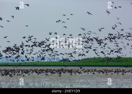 Zugvögel fliegen auf Tanguar Haor, Sunamganj, Bangladesch Stockfoto