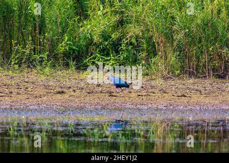 Purpurmoorhen, lokal Kaim im Tanguar Haor genannt, auch Tangua Haor genannt. Es ist ein einzigartiges Feuchtgebietsökosystem. Jeden Winter ist der haor die Heimat von ungefähr Stockfoto