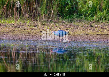 Purpurmoorhen, lokal Kaim im Tanguar Haor genannt, auch Tangua Haor genannt. Es ist ein einzigartiges Feuchtgebietsökosystem. Jeden Winter ist der haor die Heimat von ungefähr Stockfoto