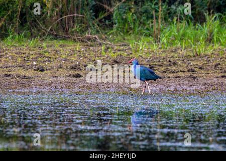 Purpurmoorhen, lokal Kaim im Tanguar Haor genannt, auch Tangua Haor genannt. Es ist ein einzigartiges Feuchtgebietsökosystem. Jeden Winter ist der haor die Heimat von ungefähr Stockfoto