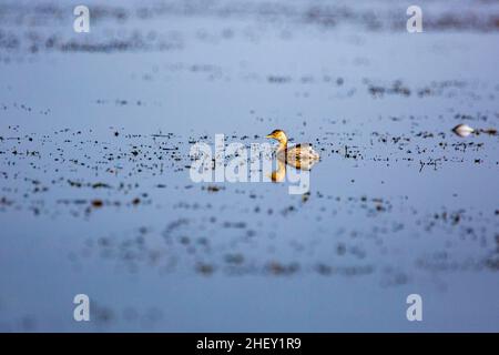 A Little Grebe (Tachybaptus ruficollis capensis), Tanguar Haor, Sunamganj, Bangladesch Stockfoto