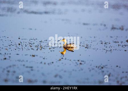 A Little Grebe (Tachybaptus ruficollis capensis), Tanguar Haor, Sunamganj, Bangladesch Stockfoto